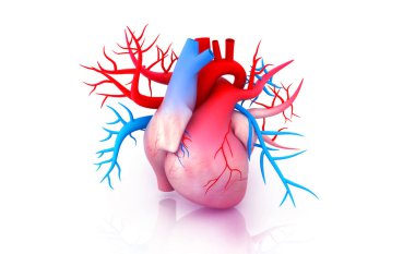 İnsan kalp anatomisi. 3D çizim