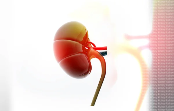 Human Kidney Illustration - Stock-foto