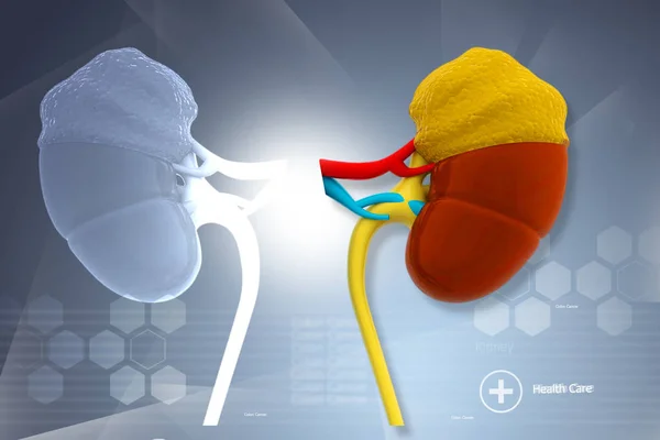 Human Kidney Illustration — Stock Photo, Image