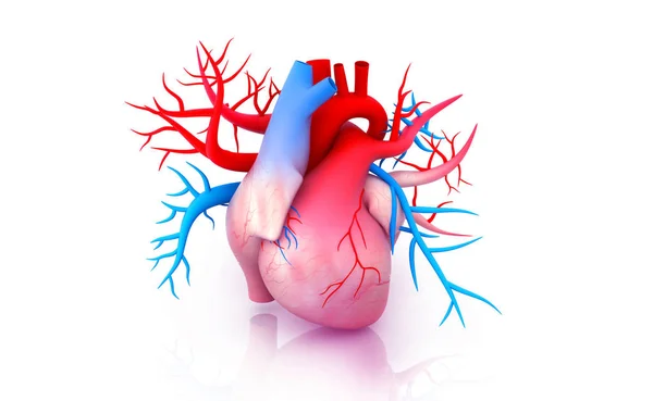 Nsan Kalp Anatomisi Çizim — Stok fotoğraf