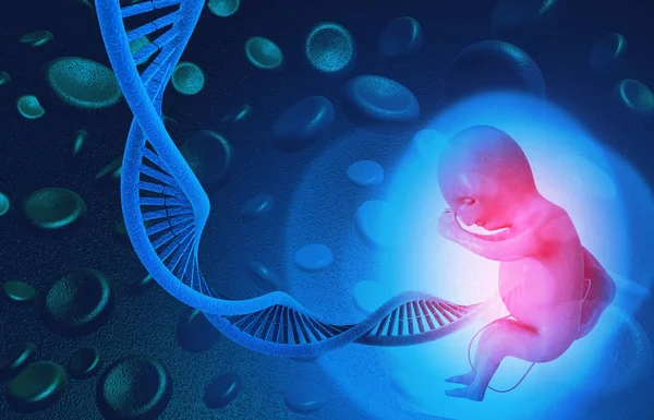 Dna Fetus Illustration Stock Picture