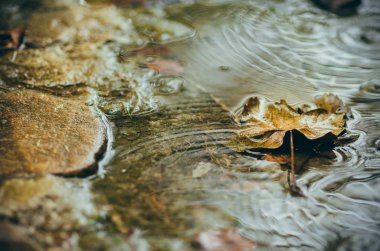 Sonbahar yaprakları yağmurda.