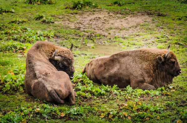 Kudde van Bisons en kalf in Bialowieza Nationaal Park — Stockfoto