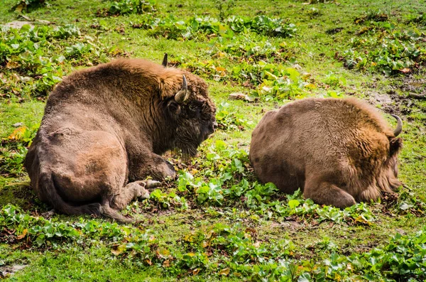 Kudde van Bisons en kalf in Bialowieza Nationaal Park — Stockfoto