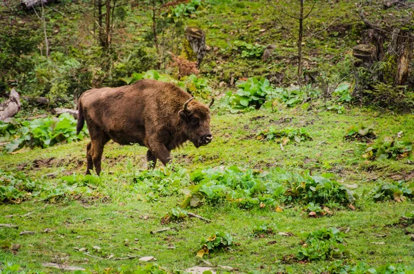 Kudde van Bisons en kalf in Bialowieza Nationaal Park — Stockfoto