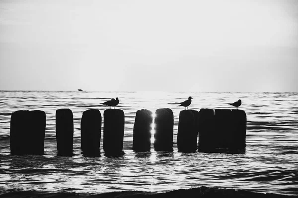 Polish sea of breakwaters and sand dunes. — Stock Photo, Image