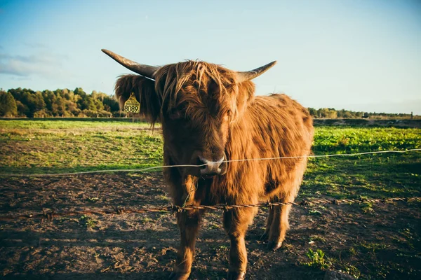Schotse koeien in het veld. — Stockfoto