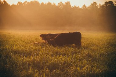 İskoç inekler alanında.