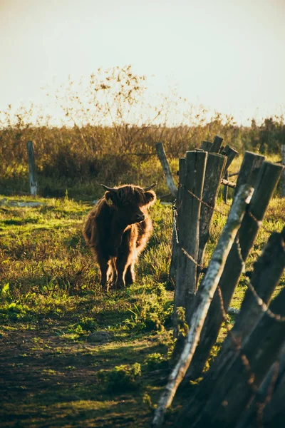 Schotse koeien in het veld. — Stockfoto