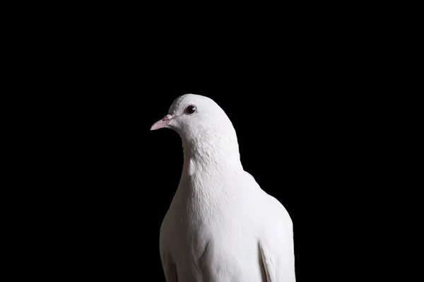 La paloma blanca es un símbolo de paz, pureza, amor, serenidad, esperanza . — Foto de Stock