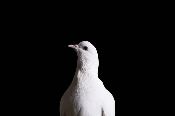 Die weiße Taube ist ein Symbol für Frieden, Reinheit, Liebe, Gelassenheit, Hoffnung. — Stockfoto
