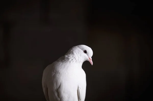 La colomba bianca è simbolo di pace, purezza, amore, serenità, speranza . — Foto Stock