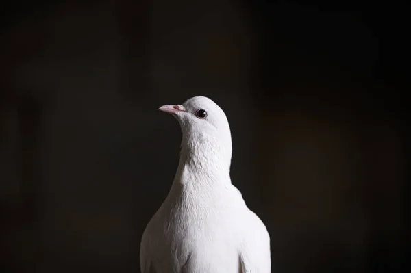 Bílá holubice je symbolem míru, čistoty, lásky, klidu, naděje. — Stock fotografie