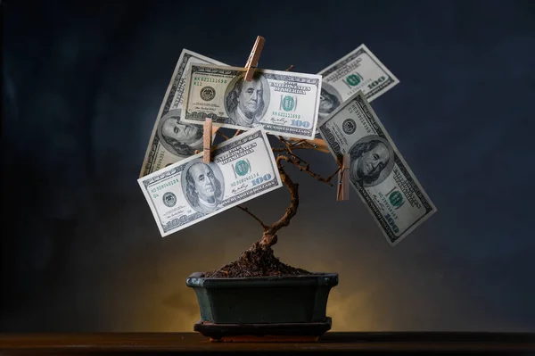 Bonsai árvore com dólares americanos em vez de folhas . — Fotografia de Stock