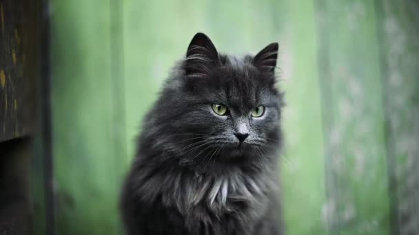 Söpö harmaa kissa pesee ja meowing.Funny cat species . — kuvapankkivideo