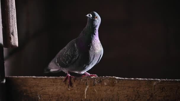 Šedá holubice na černém pozadí ve zpomaleném filmu. — Stock video