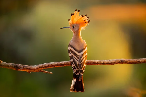 Hoopoe z luźnym grzebieniem na głowie siedzi na gałęzi . Zdjęcie Stockowe