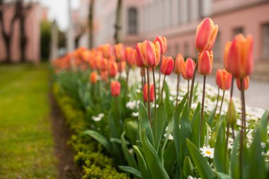 Colorful tulips in a green spring park.
