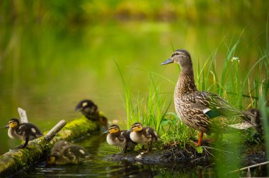 # Mallard Duck, vahşi ördek vuruşu #