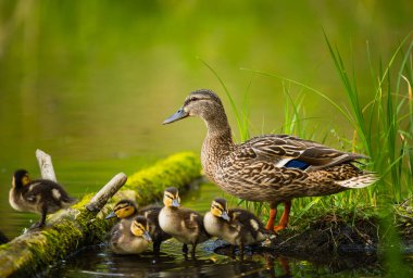 # Mallard Duck, vahşi ördek vuruşu #