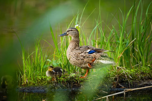 Mallard Duck, wild duck shooting outdoors
