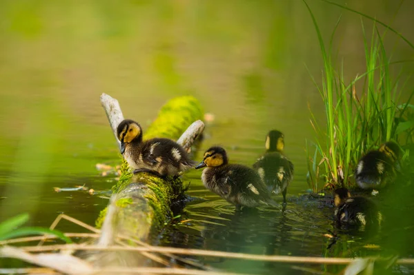 Mallard Duck, wild duck shooting outdoors