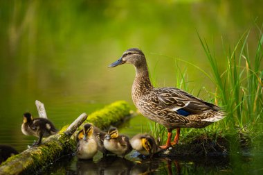 # Mallard Duck, vahşi ördek vuruşu #