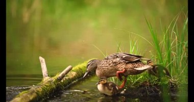 # Mallard Duck, vahşi ördek vuruşu #