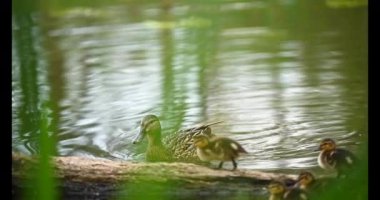 # Mallard Duck, vahşi ördek vuruşu #