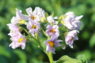 Beyaz papatya yağmurdan sonra sarkıyor