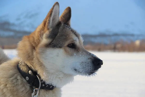 Laika Siberiano Occidental Está Mirando Distancia — Foto de Stock