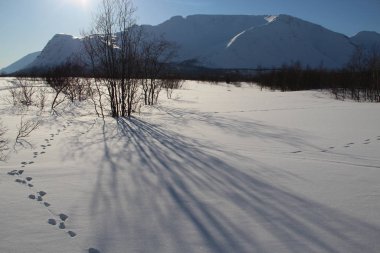 Kış tarlasında çalıların gölgeleri