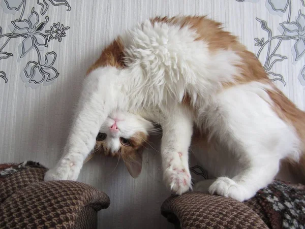 Kürklü kedi baş aşağı eğiyor.