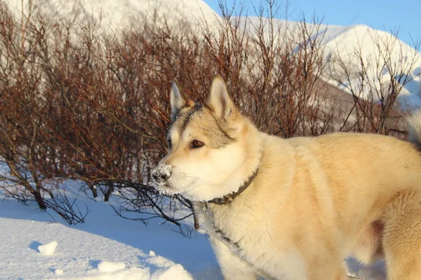 Batı Sibirya Laika 'sı uzaklığa bakıyor.