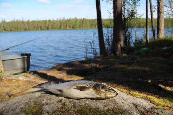 Truta Peixe Capturado Deitado Uma Rocha — Fotografia de Stock