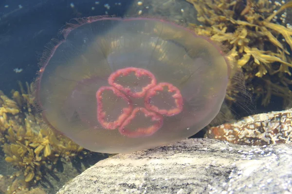 Medusa in the White sea near the stone