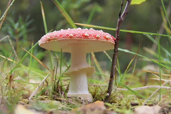 Pilzfliege Agaric Wächst Wald — Stockfoto