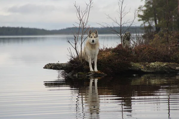 Δυτικό Σιβηρικό Husky Κάθεται Στην Ακτή Της Λίμνης — Φωτογραφία Αρχείου