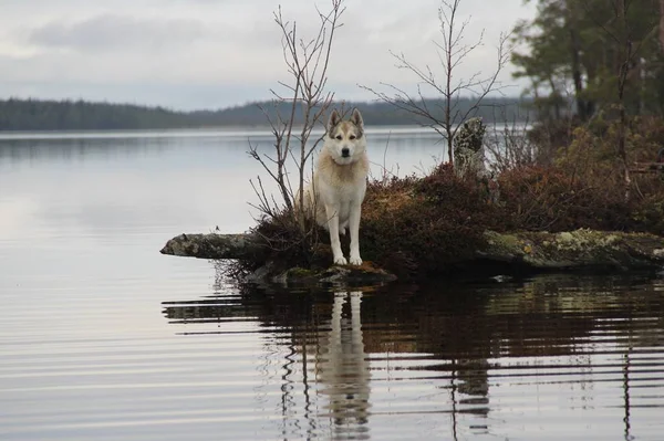 West Siberische Husky Zittend Aan Oever Van Het Meer — Stockfoto