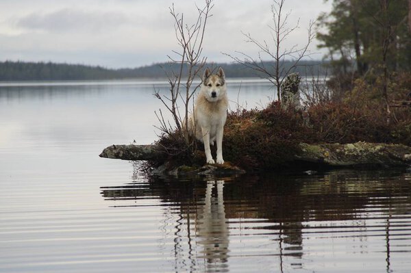 West Siberian husky sitting on the lake shore