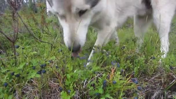 Le husky de Sibérie occidentale mange des bleuets dans la forêt       