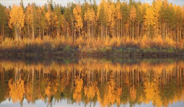 Güzel, parlak sonbahar ağaçları suya yansıyor.