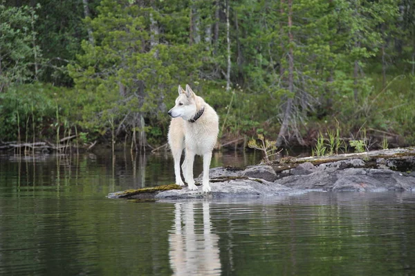 West Siberische Laika Staat Aan Oever Van Het Meer — Stockfoto