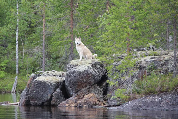 West Siberian Laika Senta Margem Lago — Fotografia de Stock