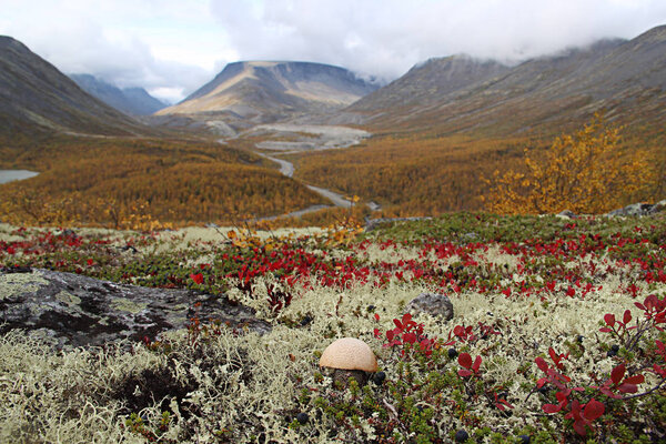 Съедобный гриб на фоне красивых осенних гор
