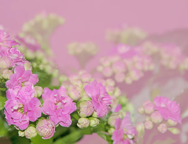 Eflatun arka planda güzel pembe çiçekler