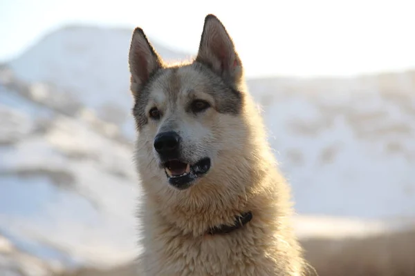 Beautiful West Siberian husky on the background of snowy mountains