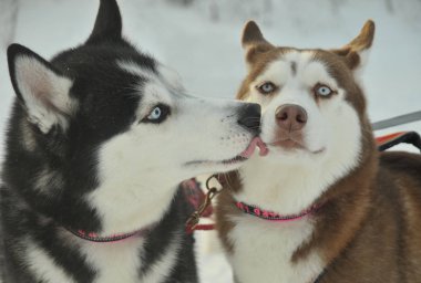 Husky başka bir köpeğin dilini yalıyor.