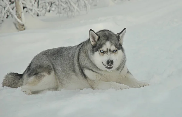 Husky Hond Ligt Heel Boos Sneeuw — Stockfoto