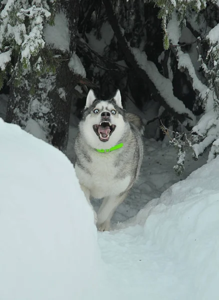 Egy Husky Dog Kirohan Sötétségből Rettegésben — Stock Fotó